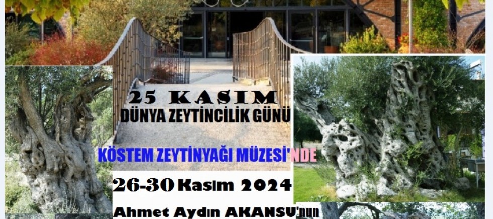 Akansu'nun objektifinden  ölümsüz zeytin ağaçları