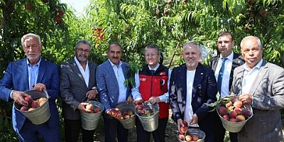 Şeftali ve nektarinde hasat coşkusu